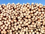 Quelles sont les différentes variétés des bûches de bois densifiées ?