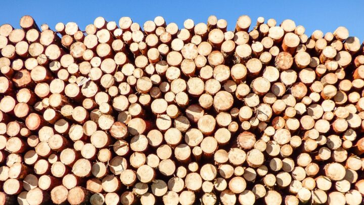 Quelles sont les différentes variétés des bûches de bois densifiées ?