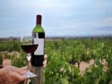 Vins bio : pourquoi opter pour ces produits ?