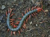 Centipede