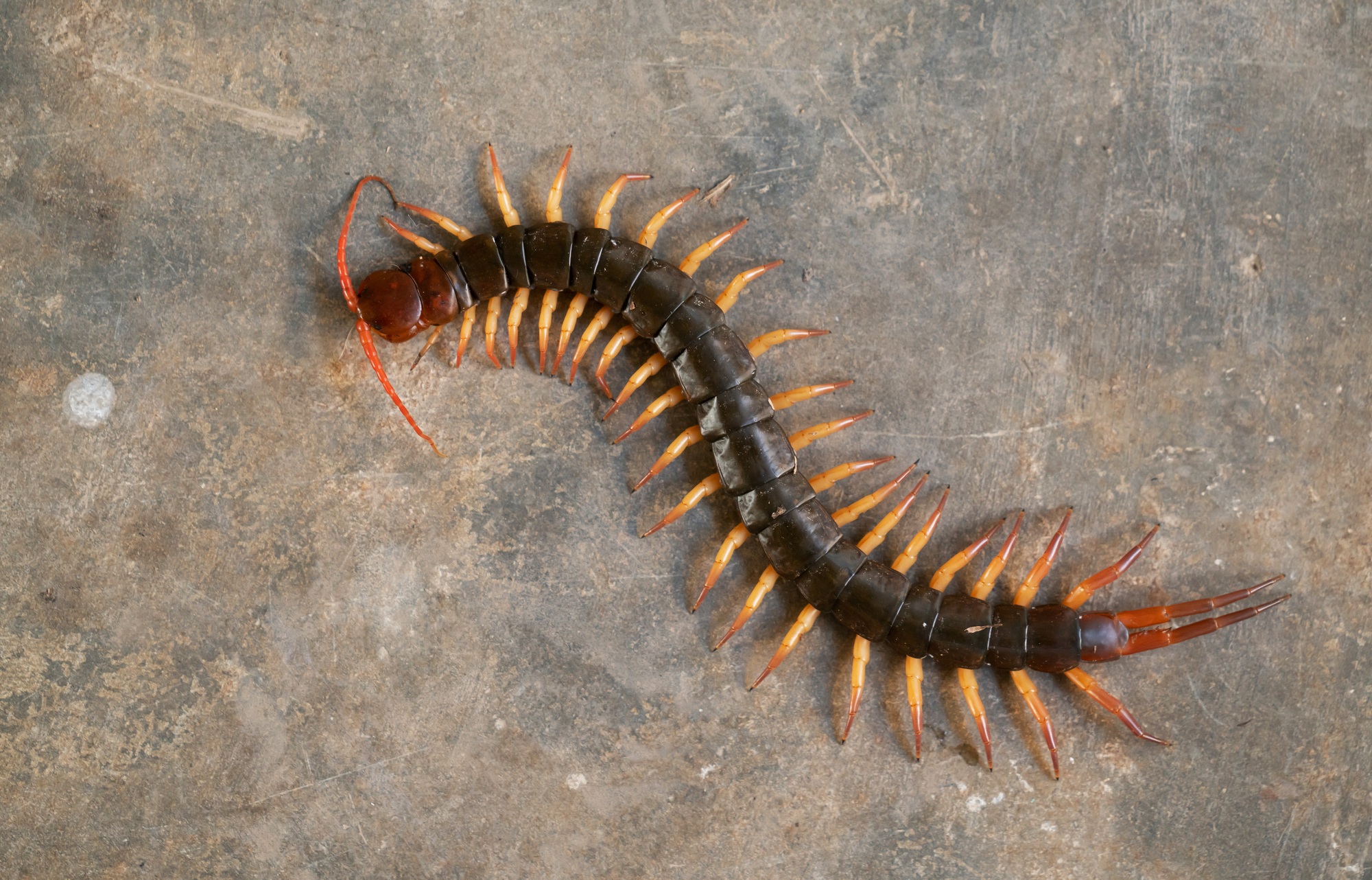 giant centipede on cement floor