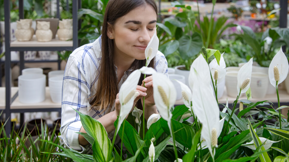 Pourquoi intégrer la fleur de lune dans votre routine : les bienfaits exposés