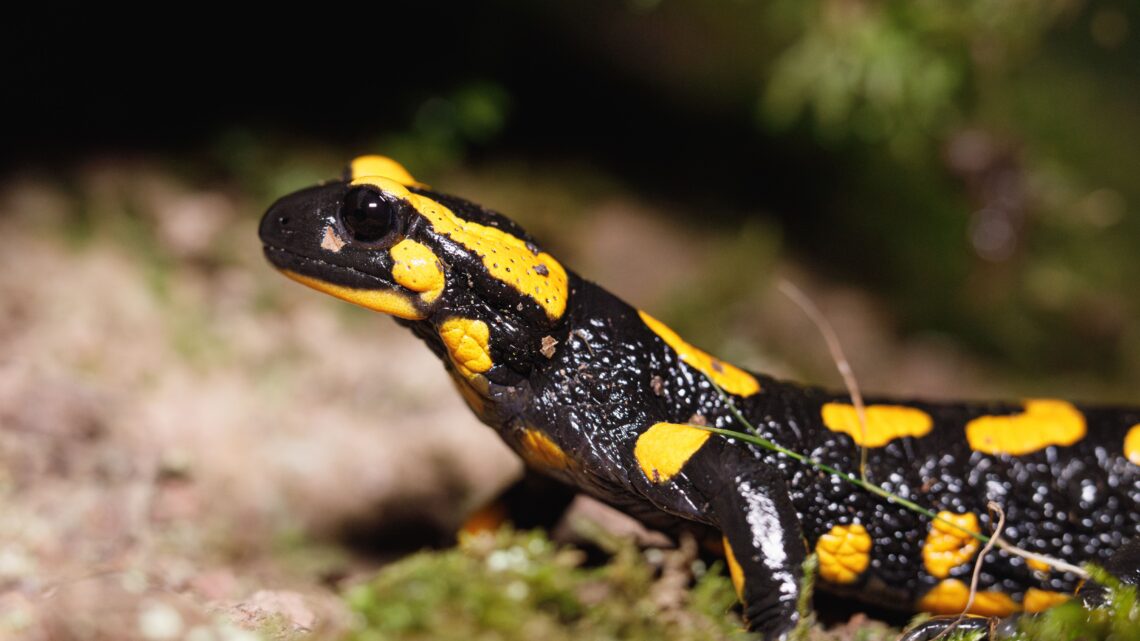 Pourquoi la salamandre dans une maison a-t-elle sa signification particulière ?