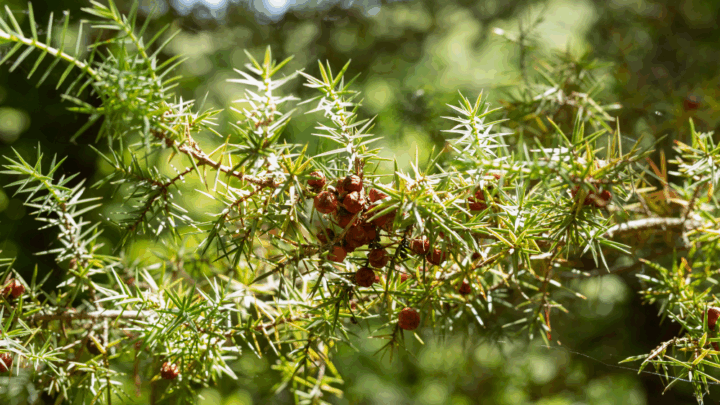 Sur quelle boutique en ligne peut-on trouver de la vraie huile de cade ?