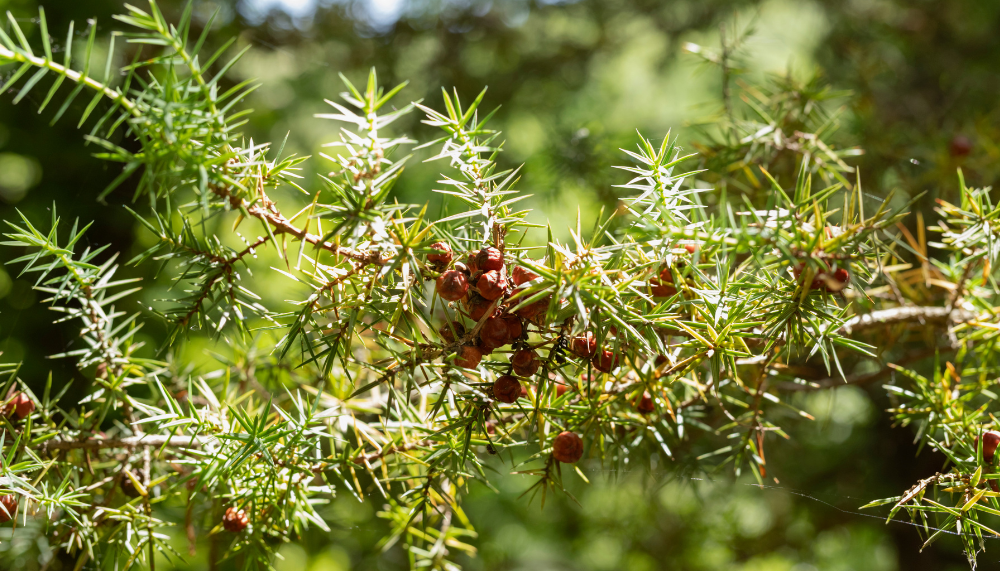Sur quelle boutique en ligne peut-on trouver de la vraie huile de cade ?