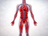 Les litres de sang circulant : la quantité exacte dans votre corps
