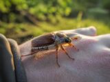 Un hanneton porte-bonheur : d’où vient cette croyance populaire ?